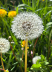 Close-up of a dandelion seed head in a lush green meadow.