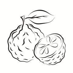 Bergamot fruit illustration minimalist style black and white outline drawing vector