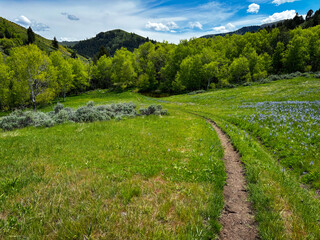 hiking trail in Logan Canyon, Utah, Right Hand Fork in early spring with lush green grass and meadows  © Tedi S Photography