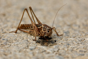 Camel Cricket on Rocky Surface in Tuscany, Italy. 