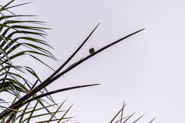 Pájaro silvestre en el Puerto de la Cruz, Tenerife.