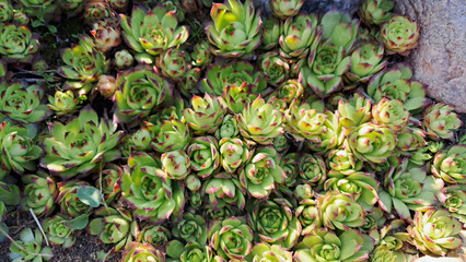 Compact sempervivum succulents forming dense rosettes, ideal for rock gardens and decorative borders