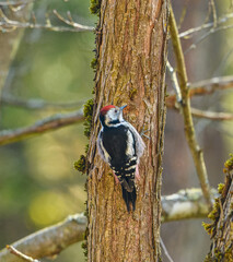 lesser spotted woodpecker (Dryobates minor) male on a tree