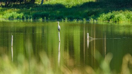 grey heron (Ardea cinerea) on a log in water