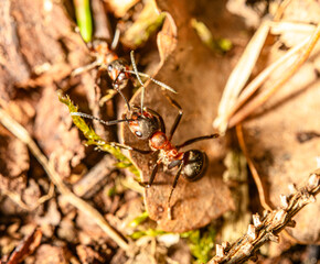 ant in detail on the ground