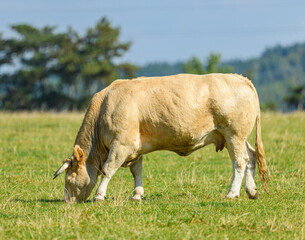 cow grazing on a pasture