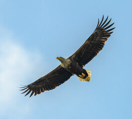 white-tailed eagle (Haliaeetus albicilla) in flight