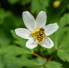 hoverfly sitting on white flower
