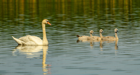 mute swan (Cygnus olor) with young chicks in water