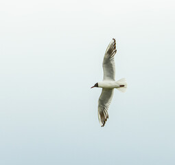 black-headed gull (Chroicocephalus ridibundus) in flight