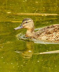 mallard wild duck (Anas platyrhynchos) female swimming