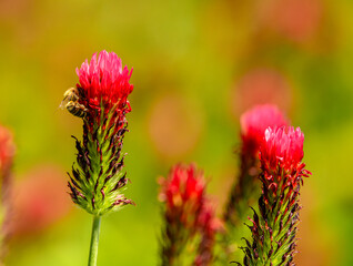 honey bee (Apis mellifera) on red clover