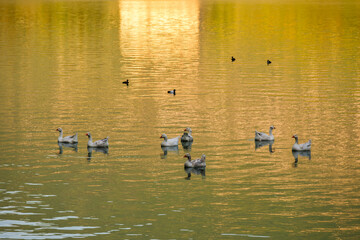Peaceful ducks and geese float on a golden lake at sunset