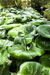 Tropical green leaf pattern plants