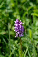 Broad leaved marsh orchid dactylorhiza majalis