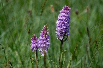 Broad leaved marsh orchid dactylorhiza majalis