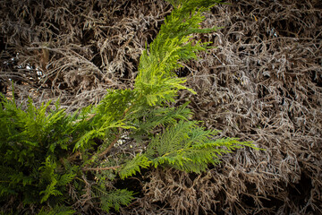 Dried, untrimmed thuja bush with one green branch on the side. Contrast of neglected and healthy...