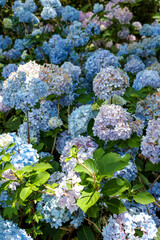 A close up of blue hydrangeas