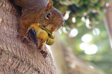 Squirrel