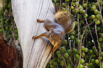 Squirrel