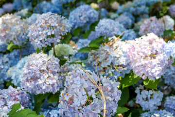 A close up of blue hydrangeas