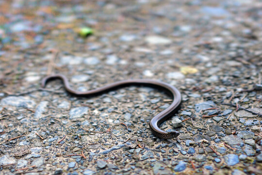 Blindschleiche auf einem Wanderweg im Sauerland N&auml;he Wilde Wiese, Sundern