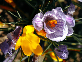 Fototapeta premium beautiful small yellow and purple flowers in the spring garden 