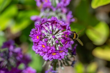 garden bumblebee gathering pollen from pretty purple drumstick primula primula denticulata flowers