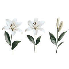 White lily flowers isolated on a transparent  background