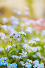Blooming forget-me-nots adorn a garden under soft sunlight in springtime