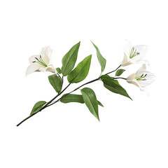White lily flowers isolated on a white background