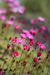 Colorful wildflowers bloom of Saxifraga arendsii  in vibrant shades during the spring season in a serene natural setting