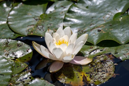 beautiful white water lily and pads in a lake - Powered by Adobe