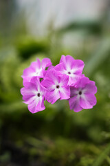 Vibrant pink flowers bloom of primula sieboldii in a lush garden setting during springtime
