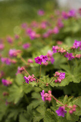 Vibrant purple flowers blooming in a lush green garden during sunny spring afternoon
