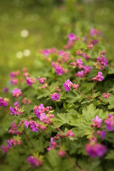 Fototapeta premium Vibrant purple flowers blooming of Geranium macrorrhizum in a lush garden during the warm afternoon sunlight