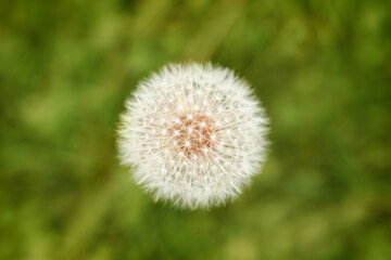 Dandelion puff located in a grassy field on a sunny day showcasing nature's delicate beauty