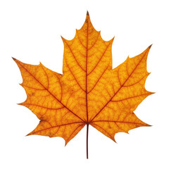 Fototapeta premium maple leaf isolated on white