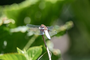 close up of a male broad bodied chaser dragonfly libellula depressa with a blurred green background