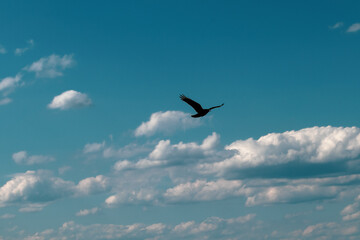birds in the sky