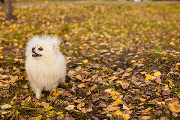 Close-up portrait of a white Pomeranian on the background of autumn yellow leaves in a park, looking away, copy space