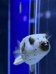 fish in aquarium