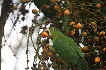 parrot