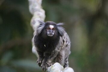 capuchin monkey