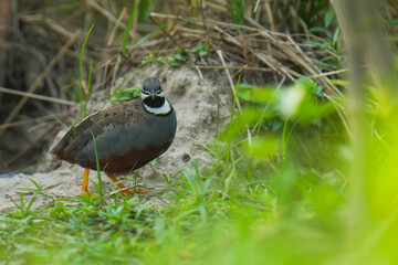 King quail, Blue-breasted quail, Asian blue quail, (Excalfactoria chinensis) male bird watching in the forest.