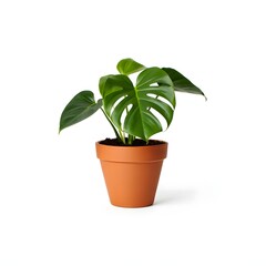 Obraz premium green plant in a pot