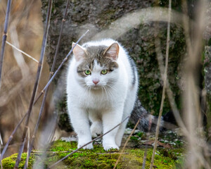White cat with green eyes hunting in the forest
