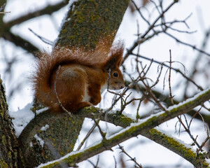 Young squirrel sitting on a tree in winter

