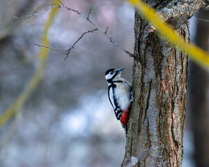European woodpecker on a tree in winter
