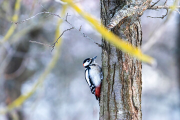 European woodpecker on a tree in winter
